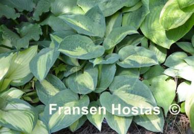 Hosta Rootin Tootin