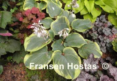 Hosta Roseann Walter