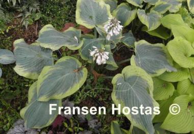 Hosta Roseann Walter