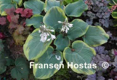 Hosta Roseann Walter