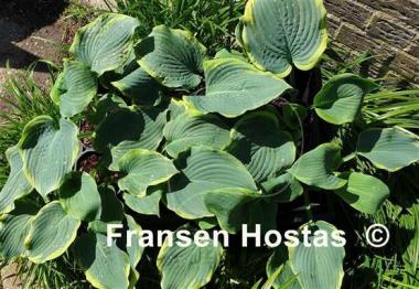 Hosta Roseann Walter