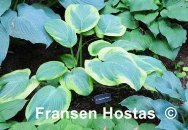 Hosta Roseann Walter