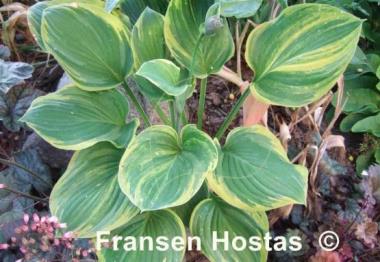 Hosta Rosedale Blend Master