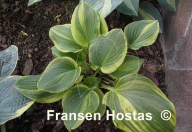 Hosta Rosedale Blend Master