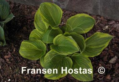 Hosta Rosedale Blend Master