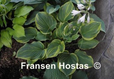 Hosta Rosedale Blend Master