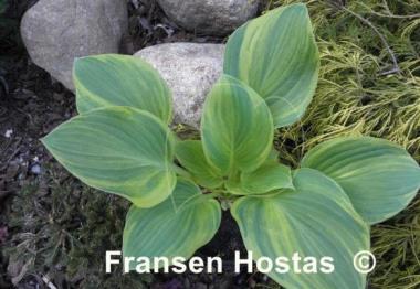 Hosta Rosedale Blend Master