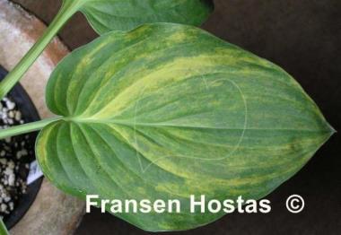 Hosta Rosedale Blend Master