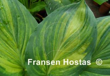 Hosta Rosedale Blend Master