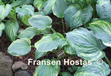 Hosta Rosedale Daisy Mae