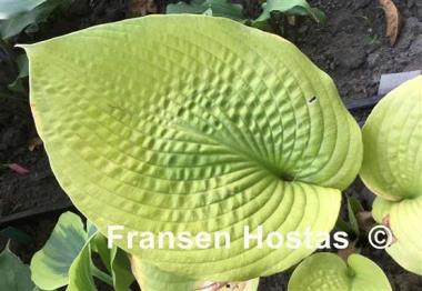 Hosta Rosedale Golden Candlestick