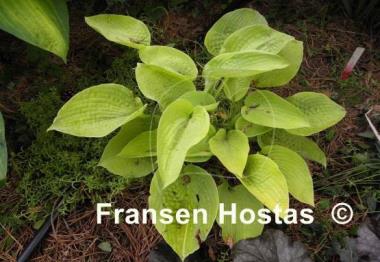 Hosta Rosedale Lost Dutchman