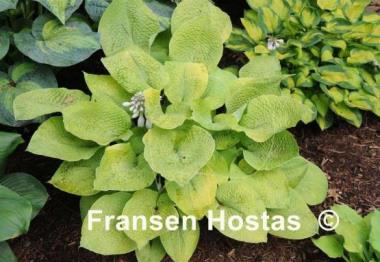 Hosta Rosedale Lost Dutchman