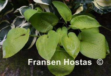 Hosta Rosedale Lost Dutchman