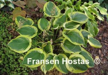 Hosta Rosedale Misty Pathways