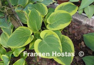 Hosta Rosedale Misty Pathways