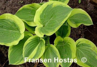 Hosta Rosedale Misty Pathways