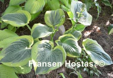 Hosta Rosedale Misty Pathways