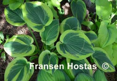 Hosta Rosedale Misty Pathways