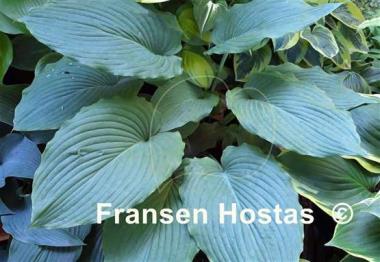 Hosta Rosedale Richie Vallens