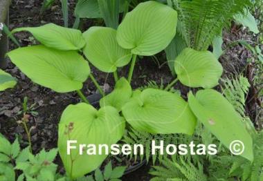 Hosta Rosedale Viagra