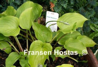 Hosta Rosemoor