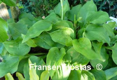Hosta Rosemoor