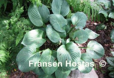 Hosta Rotunda