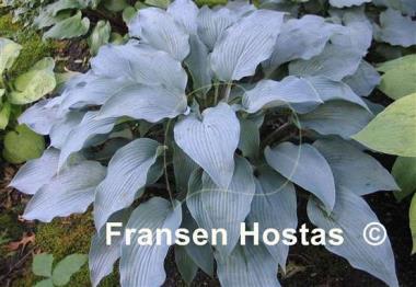 Hosta Round About Midnight