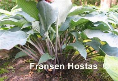Hosta Round About Midnight