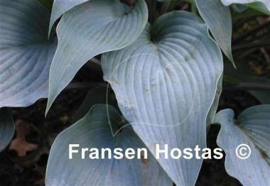 Hosta Round About Midnight
