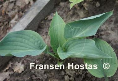 Hosta Rowan My Boat