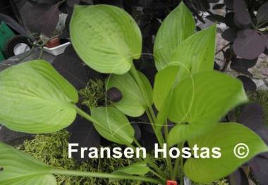 Hosta Roxsanne