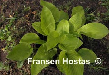 Hosta Roxsanne