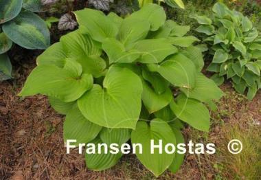 Hosta Roxsanne
