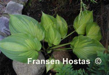 Hosta Roy Klehm