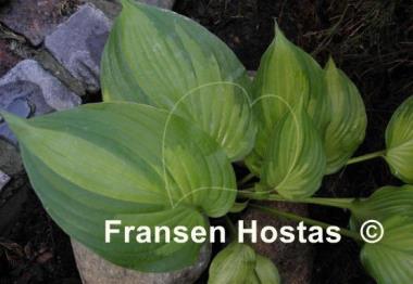 Hosta Roy Klehm