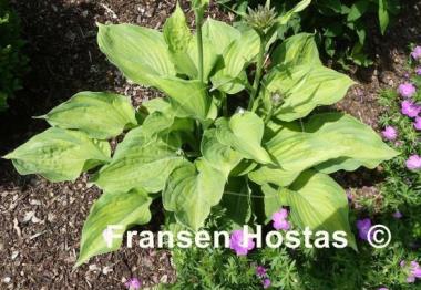Hosta Roy Klehm