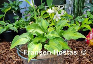 Hosta Roy Klehm