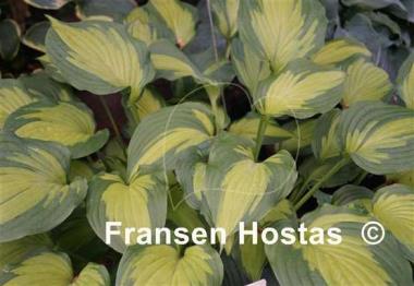 Hosta Roy Klehm