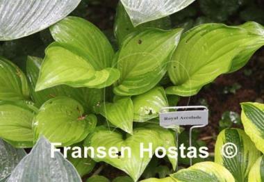 Hosta Royal Accolade