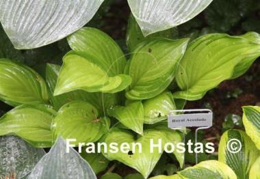 Hosta Royal Accolade