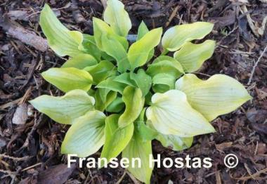 Hosta Royal Charm