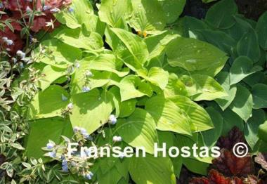 Hosta Royal Charm