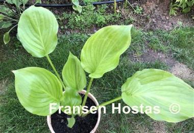 Hosta Royal Crest