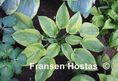 Hosta Royal Flush