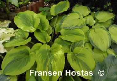 Hosta Royal Flush