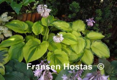 Hosta Royal Flush