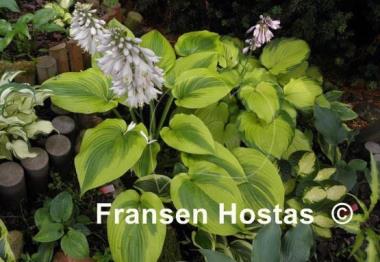 Hosta Royal Flush