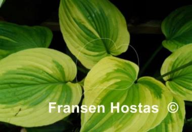 Hosta Royal Flush